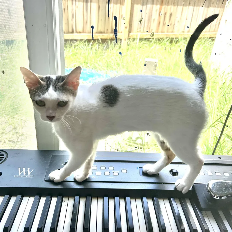 A young medium-sized female White Domestic Short Hair cat named Music for adoption in Pearland, TX