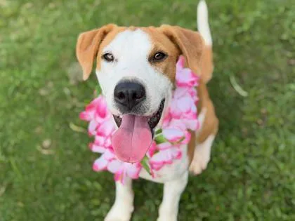 A young medium-sized female Mixed Breed dog named Faline for adoption in Truckee, CA