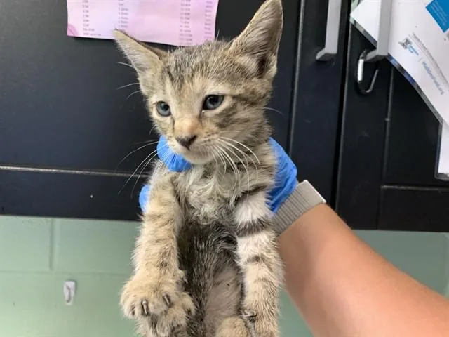 A baby small-sized female Domestic Short Hair cat named Bea for adoption in Grand Prairie, TX