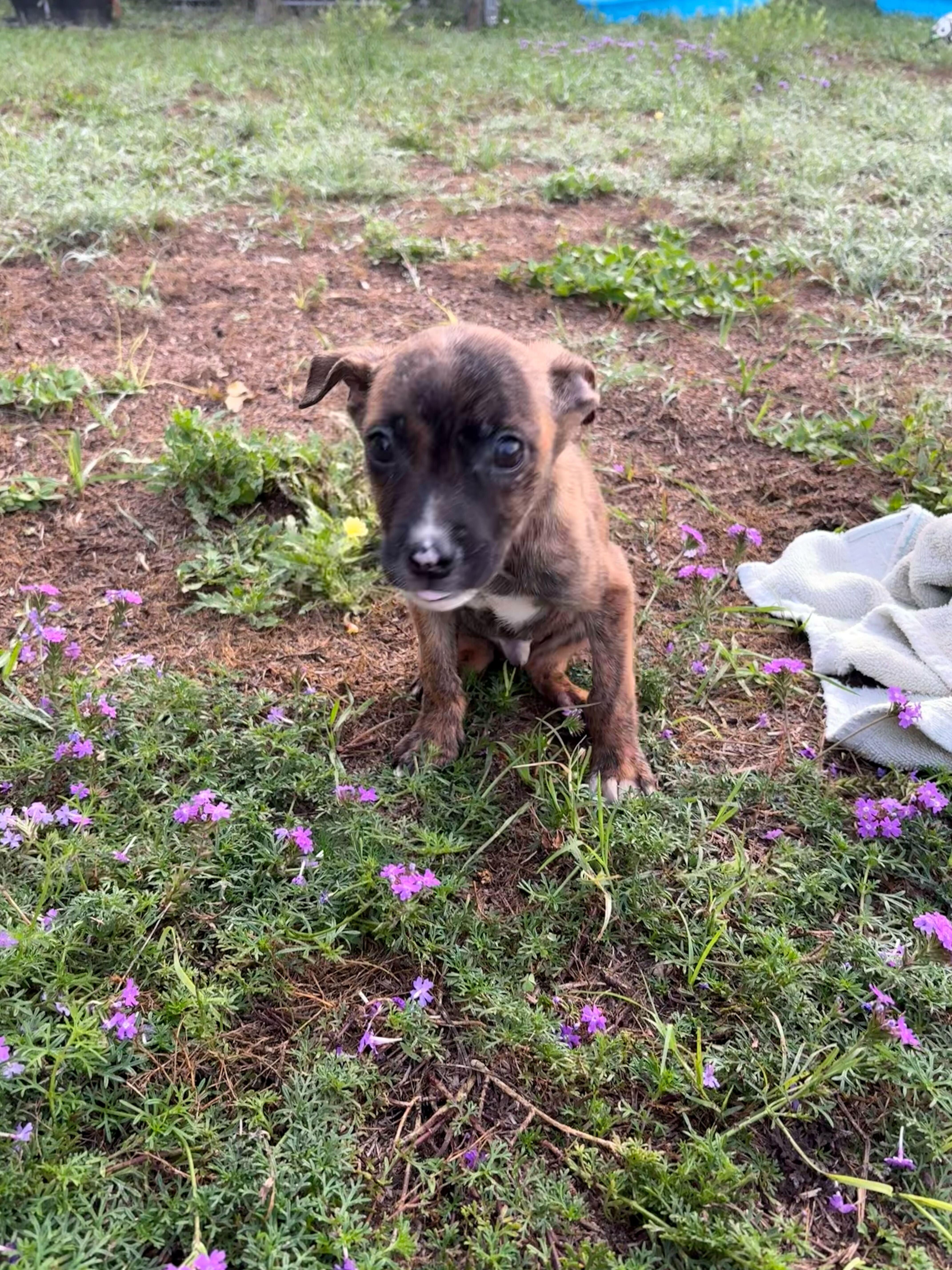 A baby medium-sized male Brindle Rat Terrier dog named Blaze for adoption in Valdosta, GA