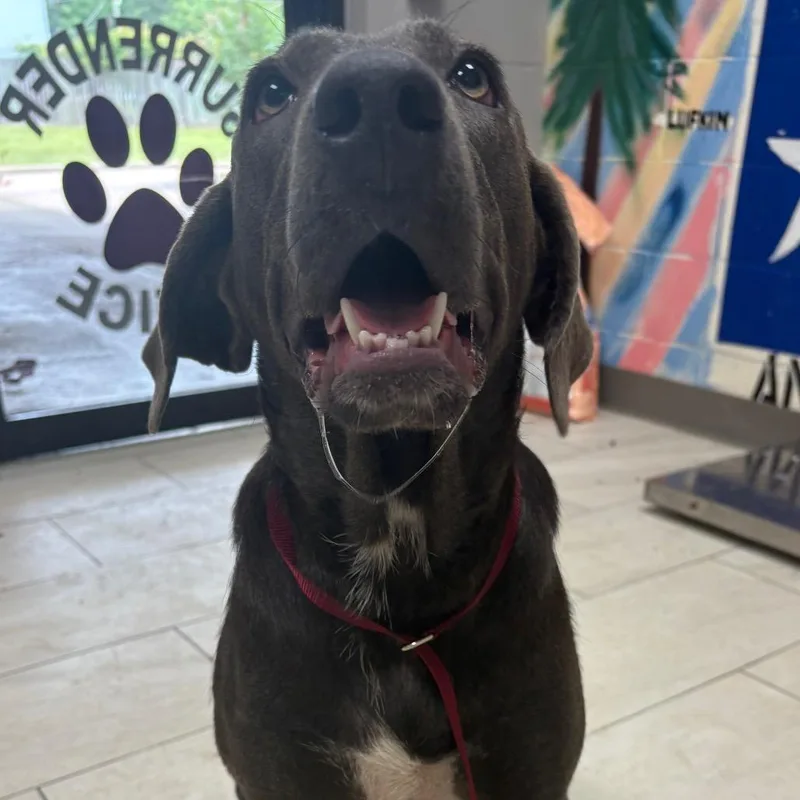 An adult large-sized female Gray / Blue / Silver Weimaraner dog named Momma June for adoption in Lufkin, TX