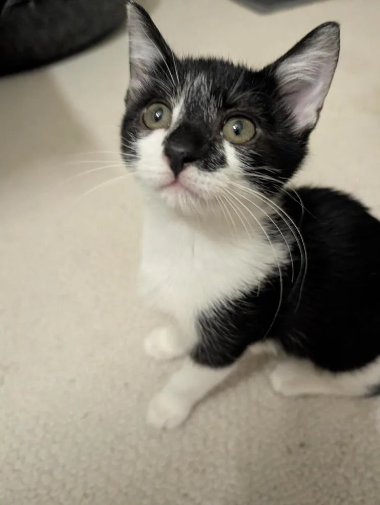 A baby medium-sized female Black & White / Tuxedo Domestic Short Hair cat named Bo Peep for adoption in Richardson, TX