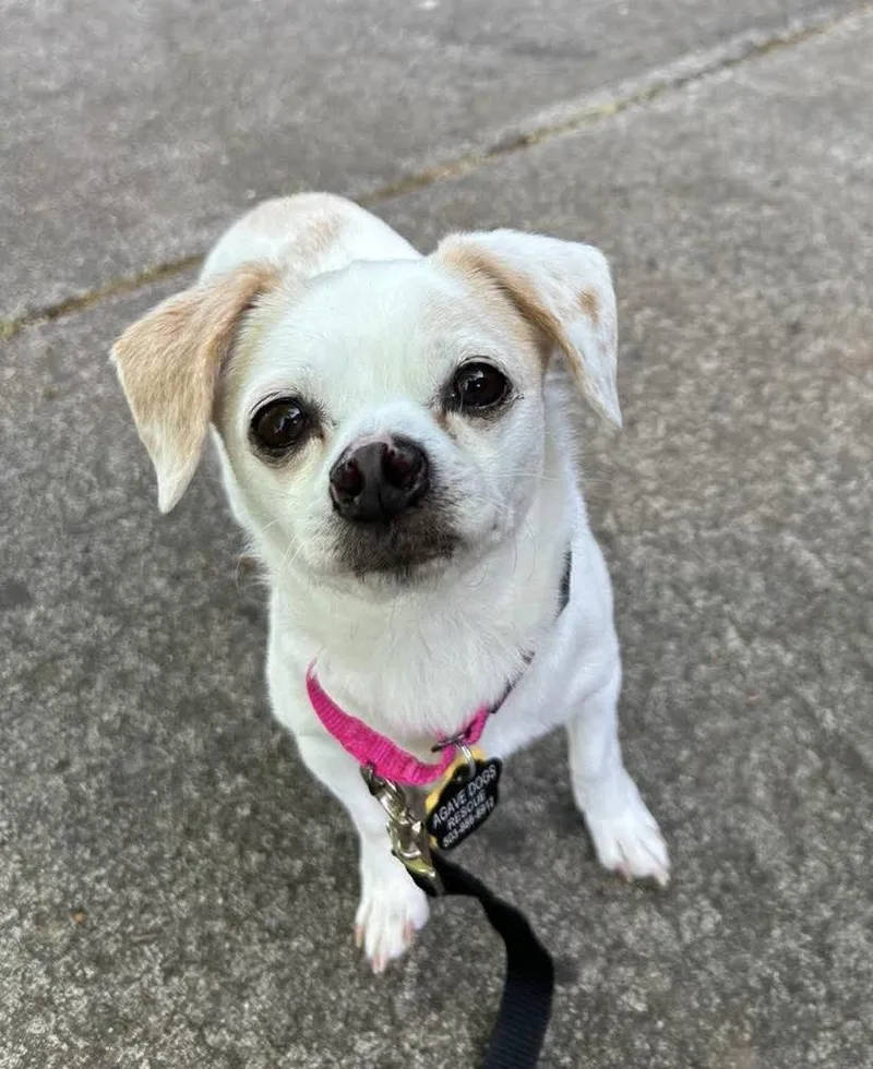 Dixie