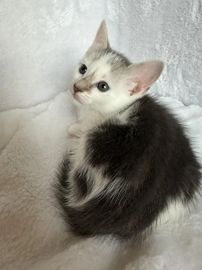 A baby medium-sized female Gray & White Domestic Short Hair cat named Hope for adoption in Wayne, NJ