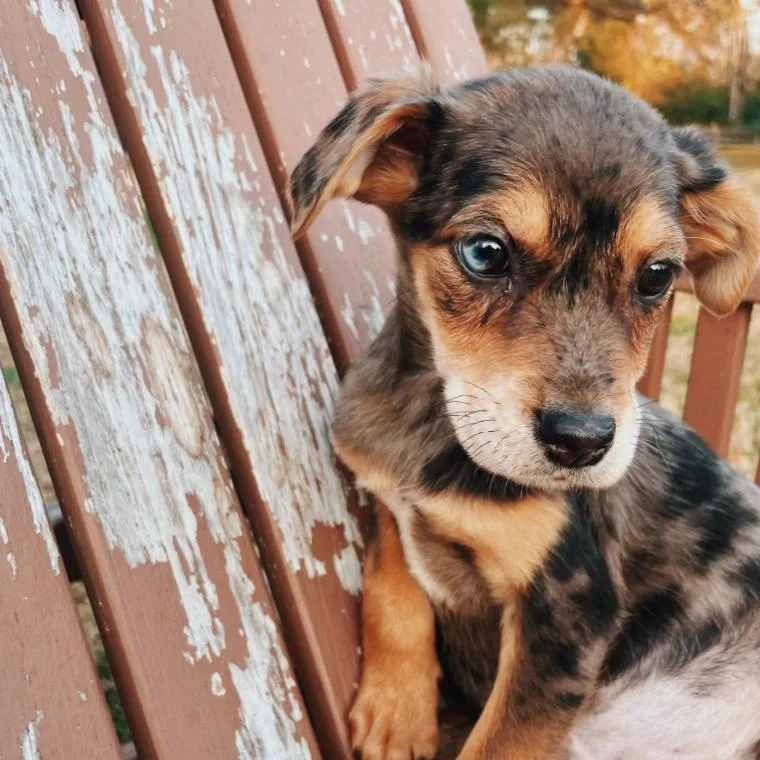 Hollygrove thumbnail 2