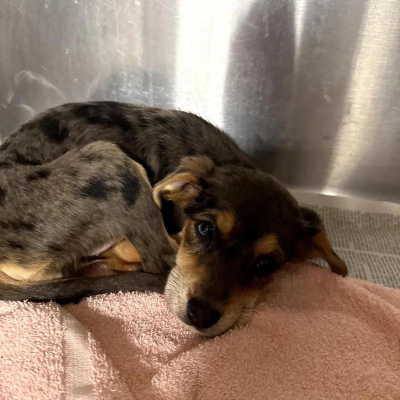 Hollygrove thumbnail 3