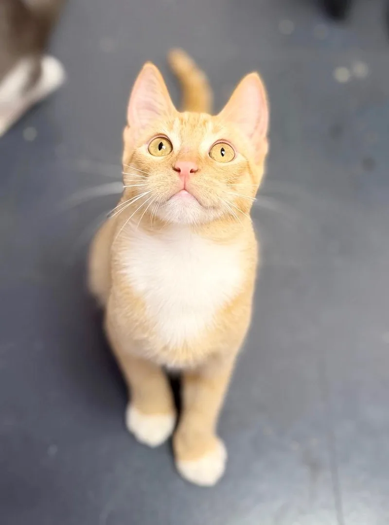A baby medium-sized male Orange & White Domestic Short Hair cat named Langdon for adoption in Covington, LA