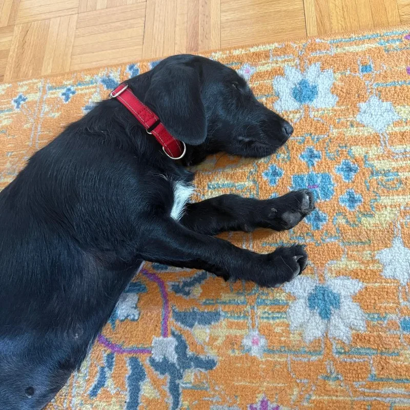 An adult medium-sized female Black Labrador Retriever dog named Dream Ahead for adoption in Staten Island, NY