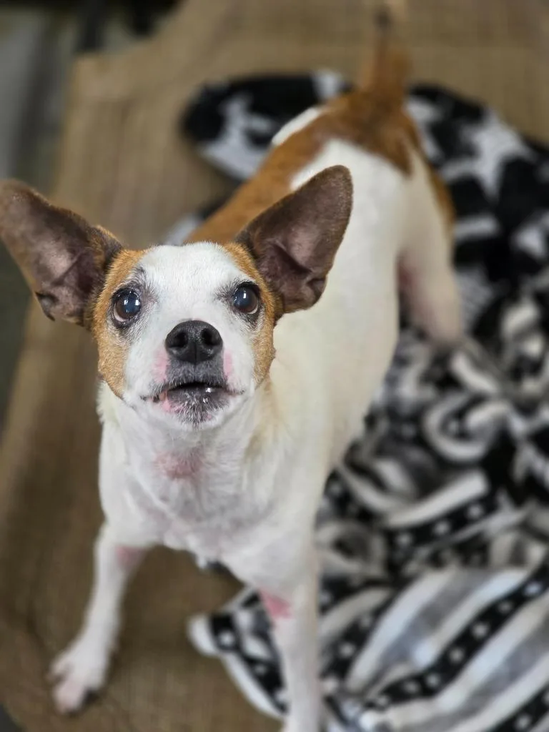 A senior small-sized male Rat Terrier dog named Jac for adoption in Carthage, MO