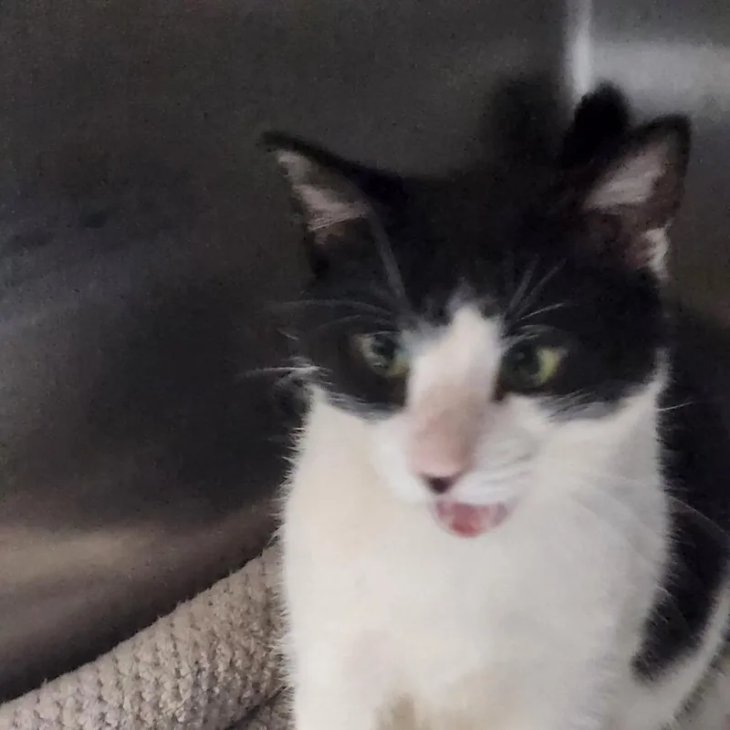 Shakespeare C thumbnail 2