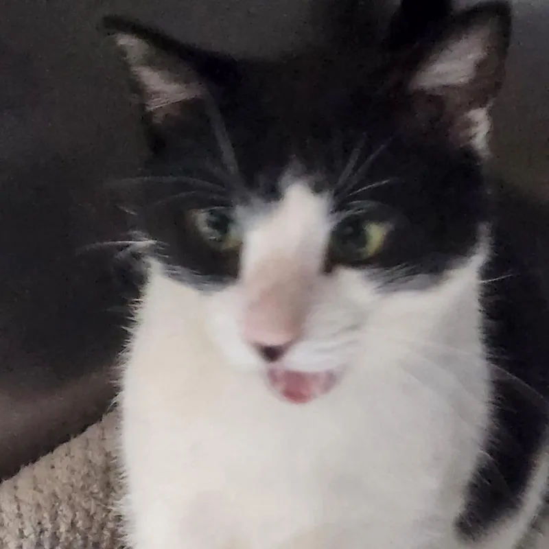 Shakespeare C thumbnail 3