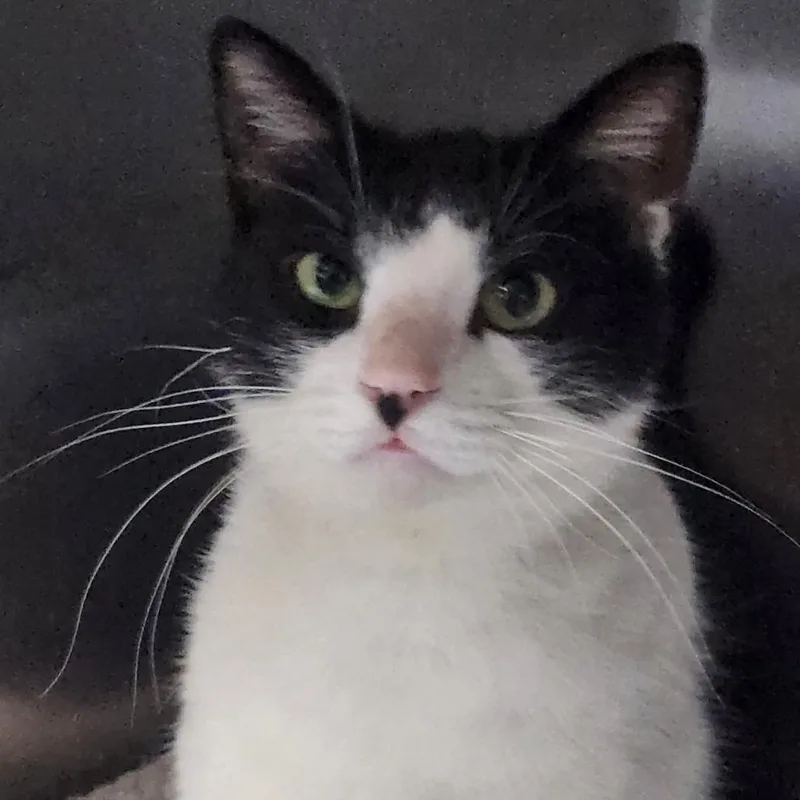 Shakespeare C thumbnail 4