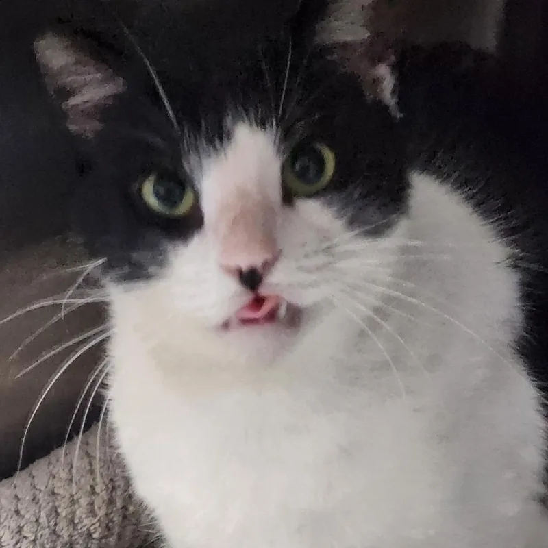 Shakespeare C thumbnail 5