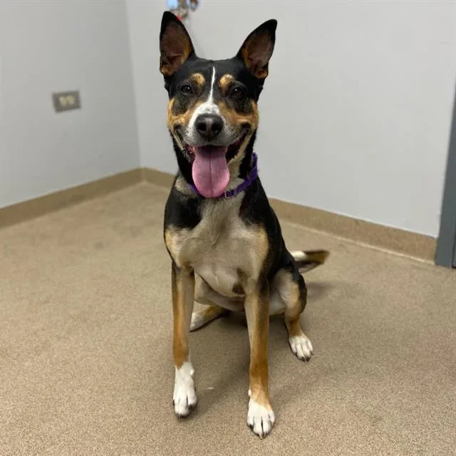 An adult large-sized male Australian Kelpie dog named Turf for adoption in Aurora, CO