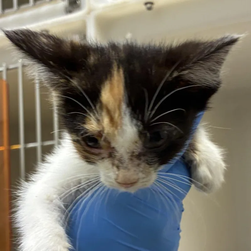 A baby small-sized female Calico Domestic Short Hair cat named 71672 for adoption in Harrisonburg, VA