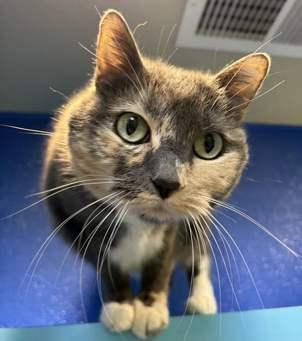 An adult large-sized female Domestic Short Hair cat named Miley for adoption in Sioux City, IA