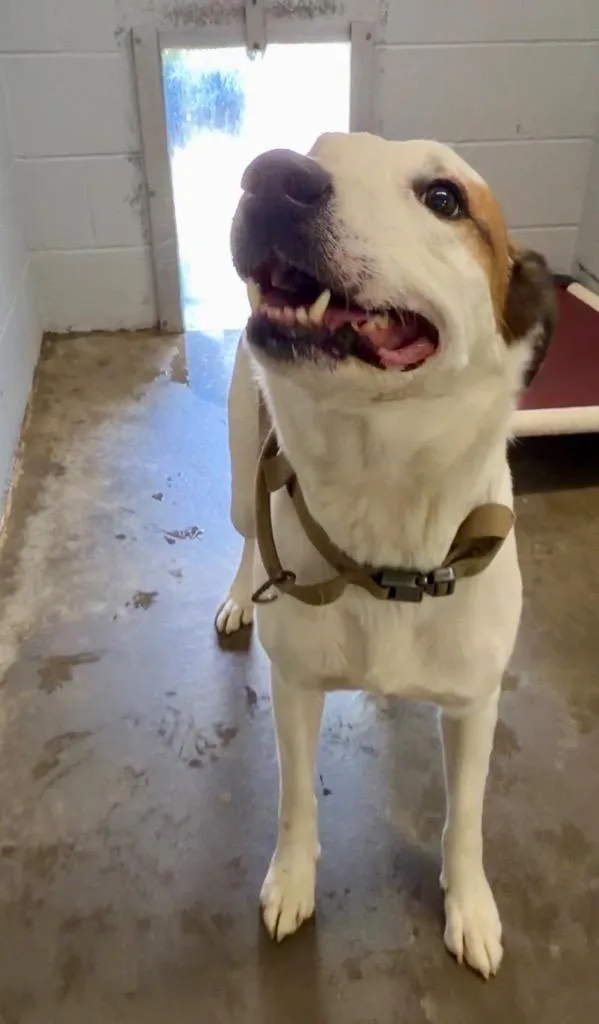 An adult large-sized male Bearded Collie dog named Brownie for adoption in Chickamauga , GA