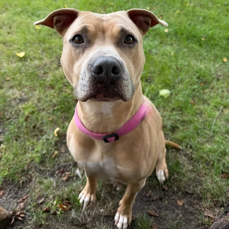 An adult medium-sized female Yellow / Tan / Blond / Fawn Mixed Breed dog named Morning Glory for adoption in Grand Rapids, MI