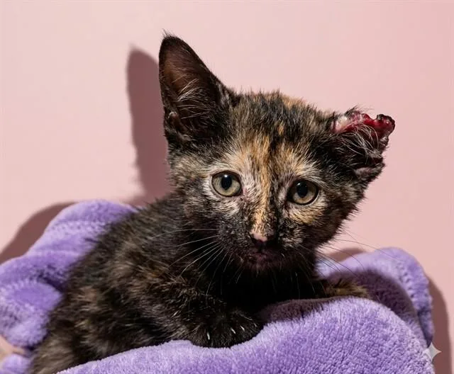 A baby small-sized female Domestic Short Hair cat named Lady Yoda for adoption in Jacksonville, FL