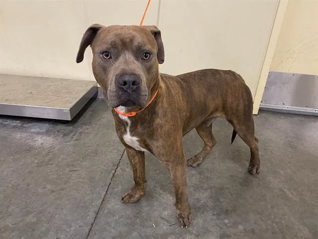 An adult medium-sized male Pit Bull Terrier dog named Ranger for adoption in Tustin, CA