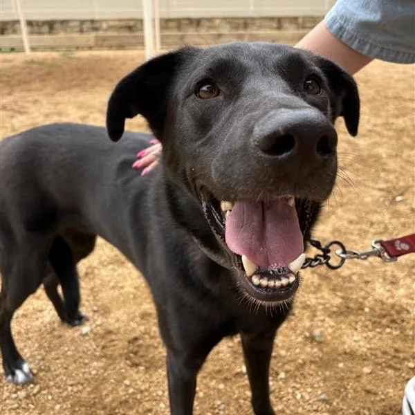 An adult medium-sized male Black Mixed Breed dog named Mario for adoption in Bentonville, AR