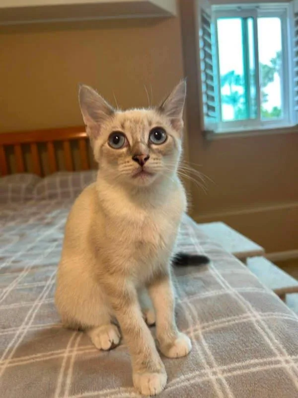A baby small-sized male Siamese cat named Amele for adoption in Bonsall, CA