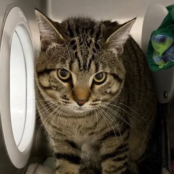 An adult large-sized male Brown / Chocolate Domestic Short Hair cat named Professor Reginald Beansworth III for adoption in St. Paul, MN