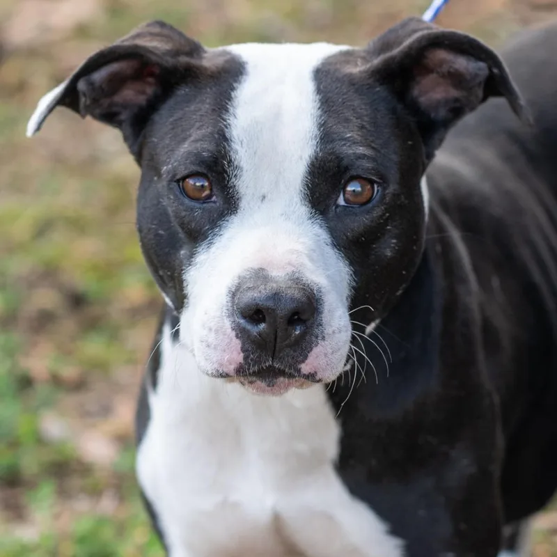An adult medium-sized female Black Pit Bull Terrier dog named Dove for adoption in Bartlett, TN
