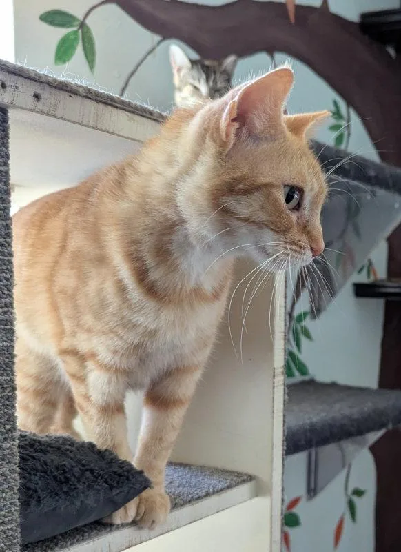 An adult medium-sized female Tabby cat named Pirouette for adoption in Ocala, FL