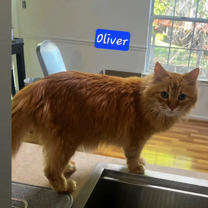 Oliver
