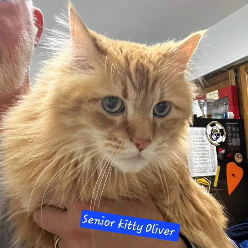Oliver thumbnail 2