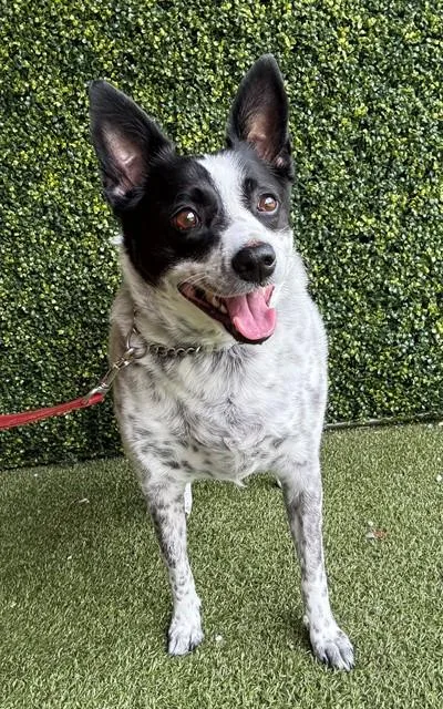 A young medium-sized female Australian Cattle Dog / Blue Heeler dog named Dottie for adoption in Naples, FL