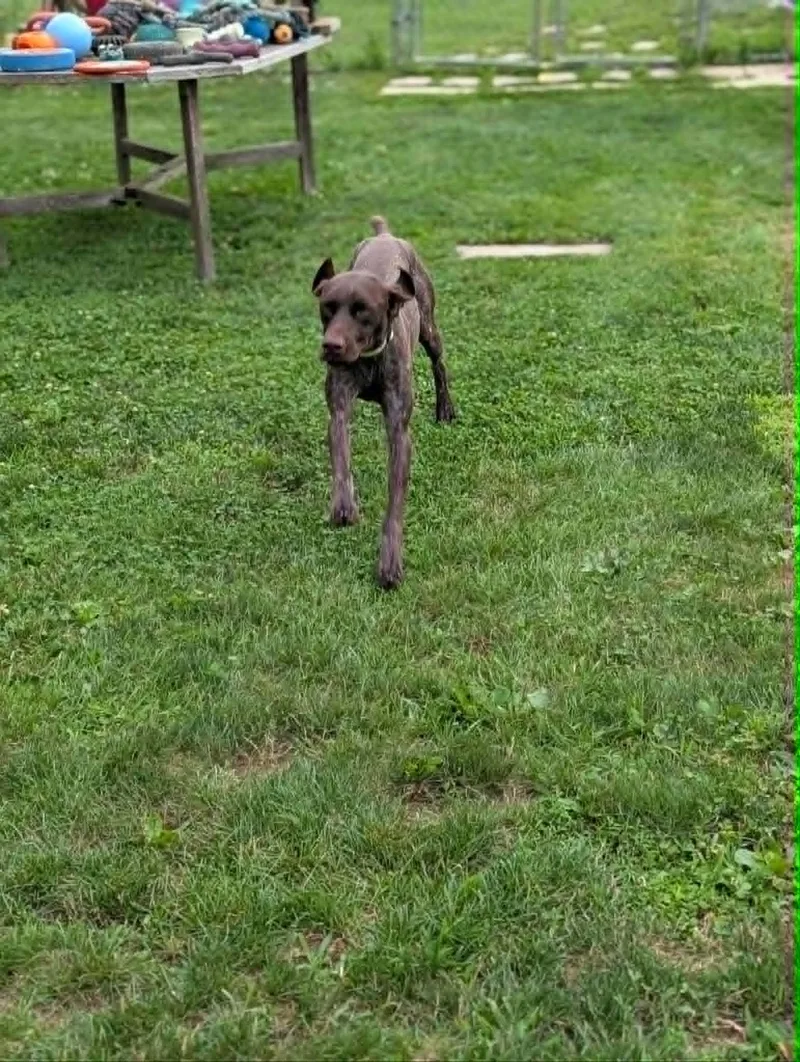 A young medium-sized male Brown / Chocolate German Shorthaired Pointer dog named Mason for adoption in Chambersburg, PA