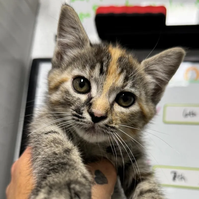 A baby small-sized female Domestic Medium Hair cat named Star for adoption in Marble, NC
