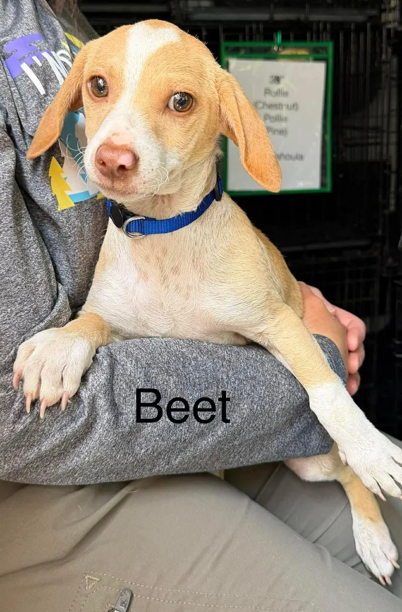 A baby medium-sized male Chihuahua dog named Beet for adoption in New Baltimore, MI