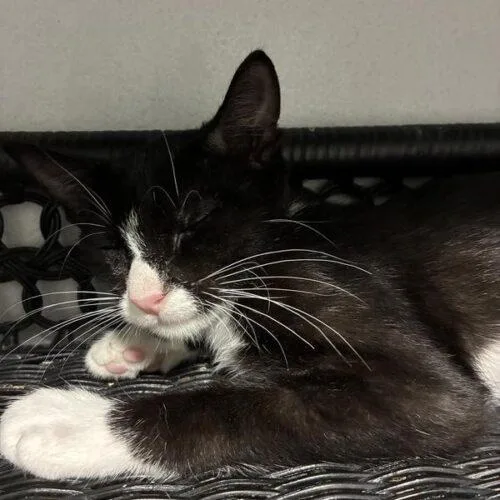 A baby small-sized female Domestic Short Hair cat named Gardenia for adoption in Tampa, FL