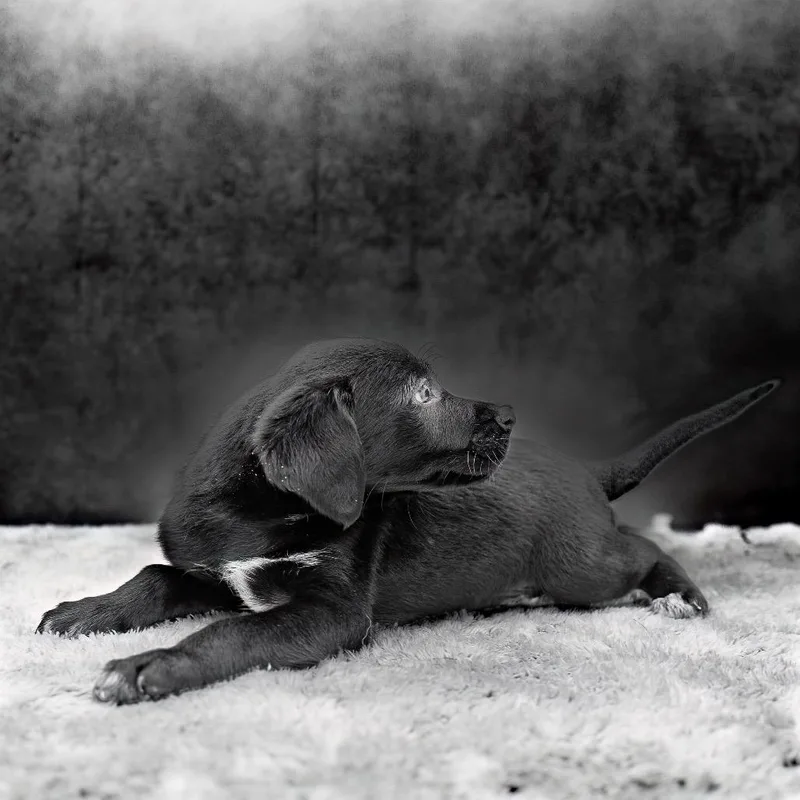 A baby medium-sized male Black Black Labrador Retriever dog named Ulrik for adoption in Livingston, TX