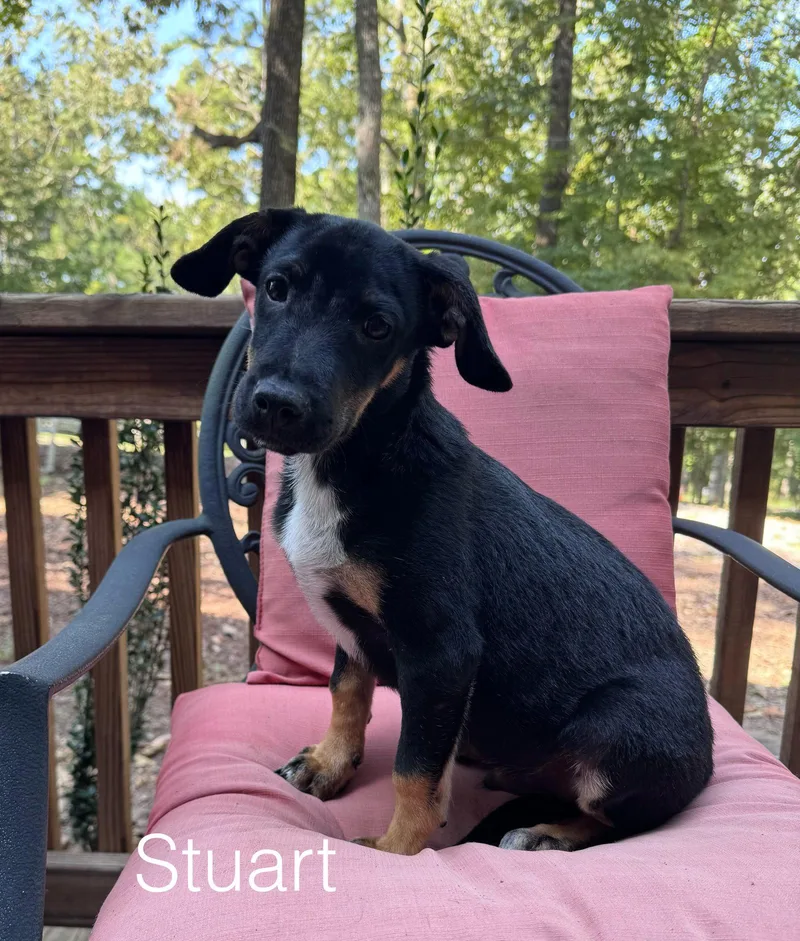 A young medium-sized male Terrier dog named Stuart for adoption in Spring City, PA