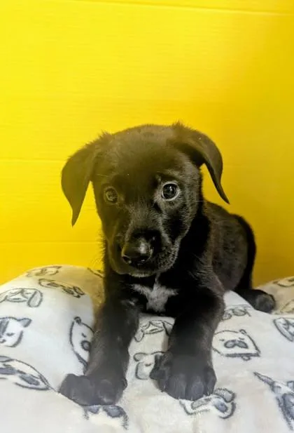 A baby medium-sized female Labrador Retriever dog named Morgana for adoption in Houston, TX