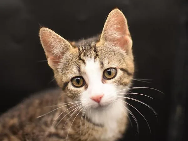 A baby small-sized female Domestic Short Hair cat named Greta for adoption in Portland, OR