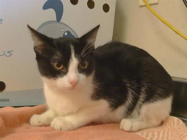 A young small-sized female Domestic Short Hair cat named Marigold for adoption in Sacramento, CA