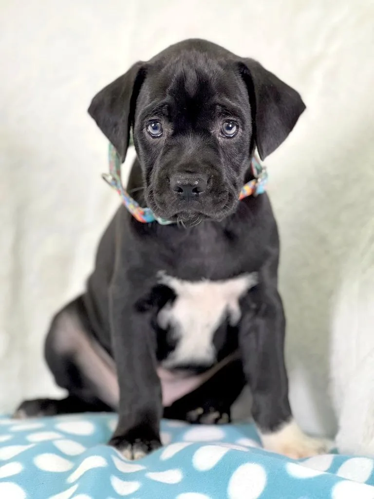 A baby medium-sized male Mixed Breed dog named Sandwich Litter  Reuben for adoption in Savage, MN