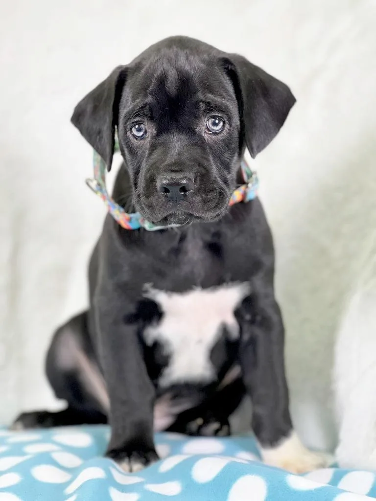 Sandwich Litter  Reuben thumbnail 2