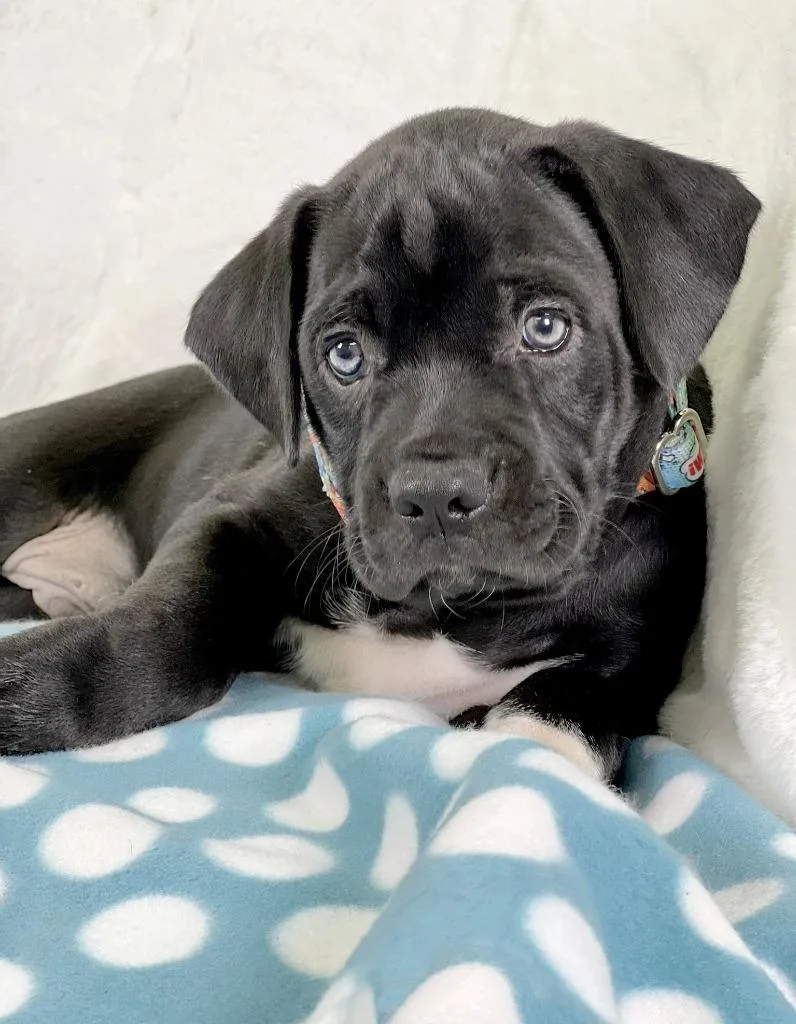 Sandwich Litter  Reuben thumbnail 3