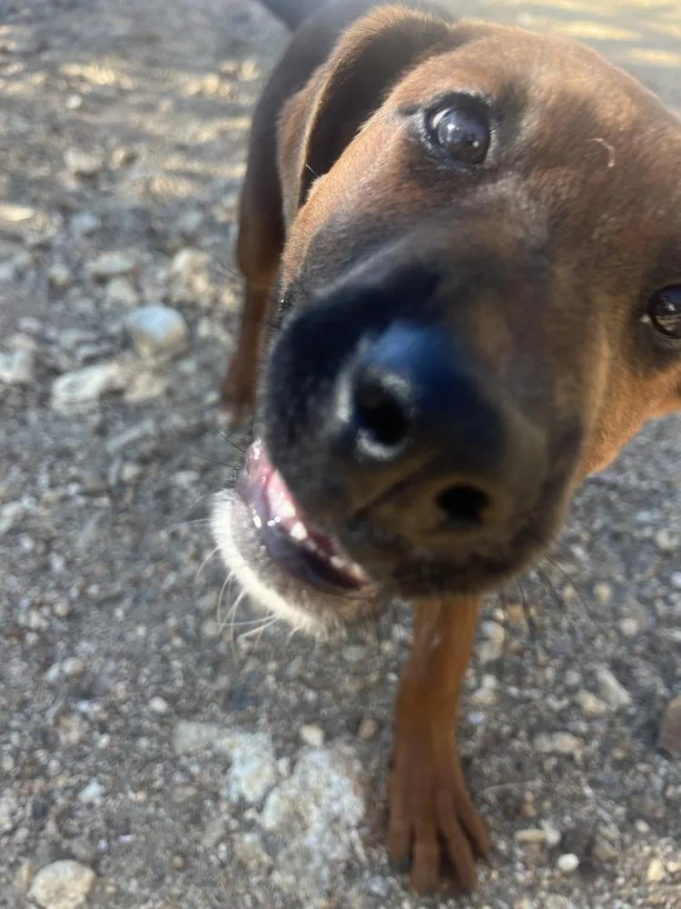 A baby medium-sized female Shepherd dog named Spice for adoption in Thornton, CO