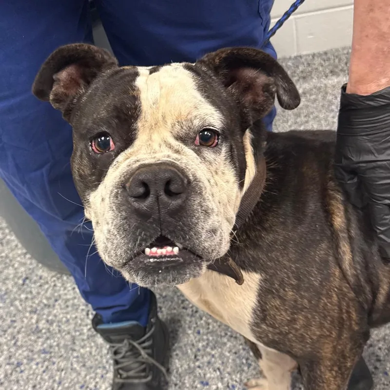 An adult large-sized male Black Mixed Breed dog named Legend for adoption in Greenville, SC
