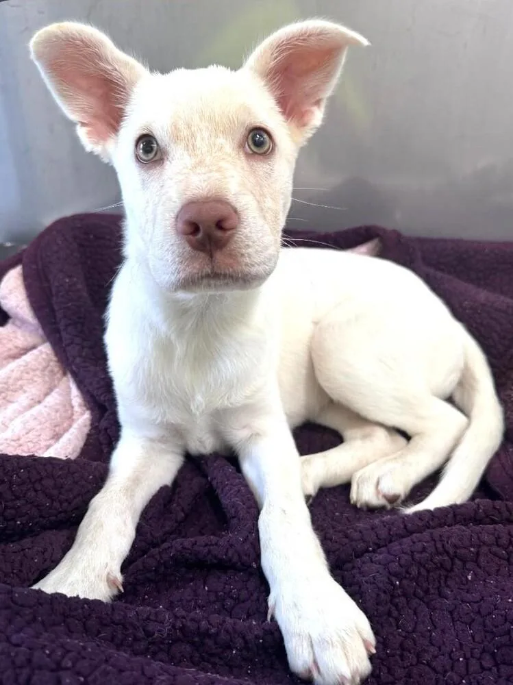A baby small-sized female White / Cream Mixed Breed dog named Pearl for adoption in Dallas, TX