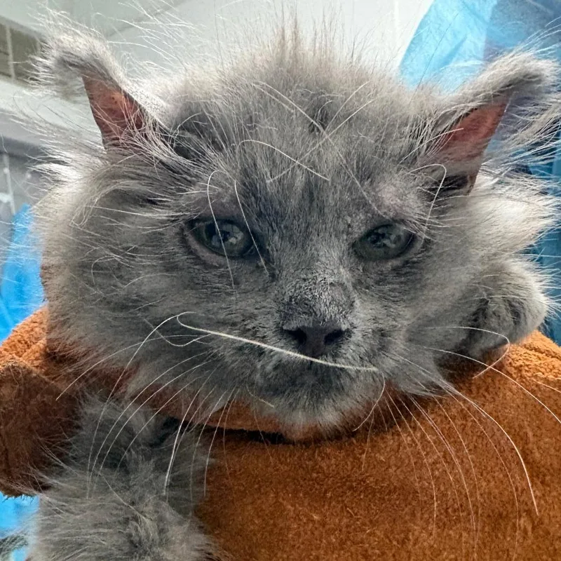 Vladimir