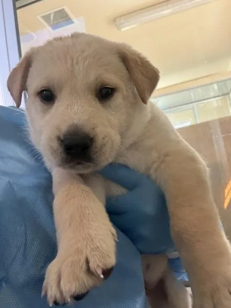 A baby large-sized male Labrador Retriever dog named Spongebob Squarepants for adoption in Kennewick, WA
