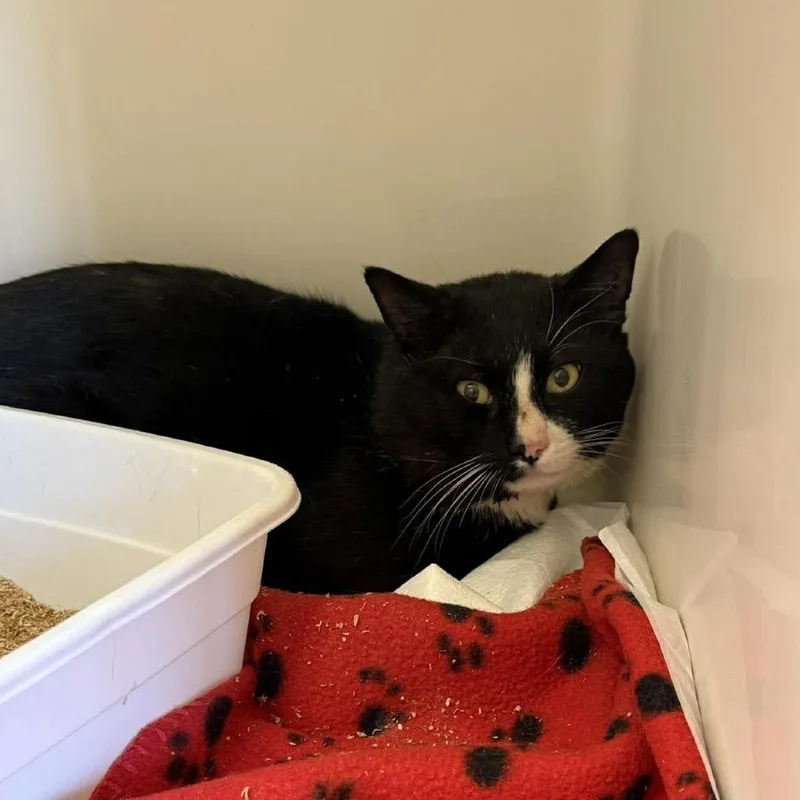 An adult medium-sized male Black Domestic Short Hair cat named Tippy for adoption in Rocky Mount, VA